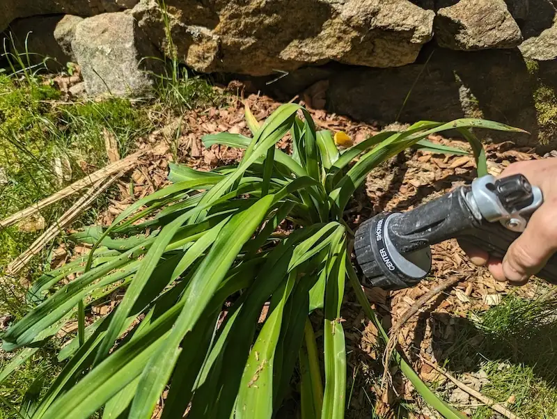 watering daylily plant