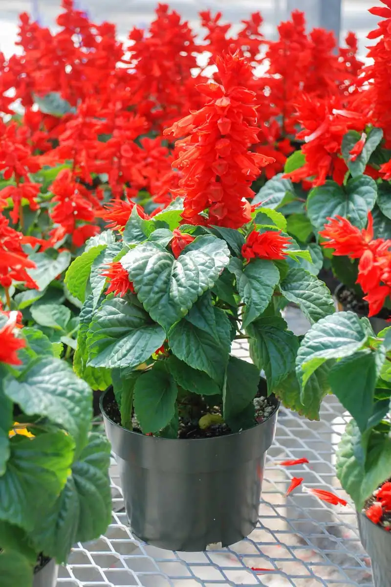 pruning red salvia