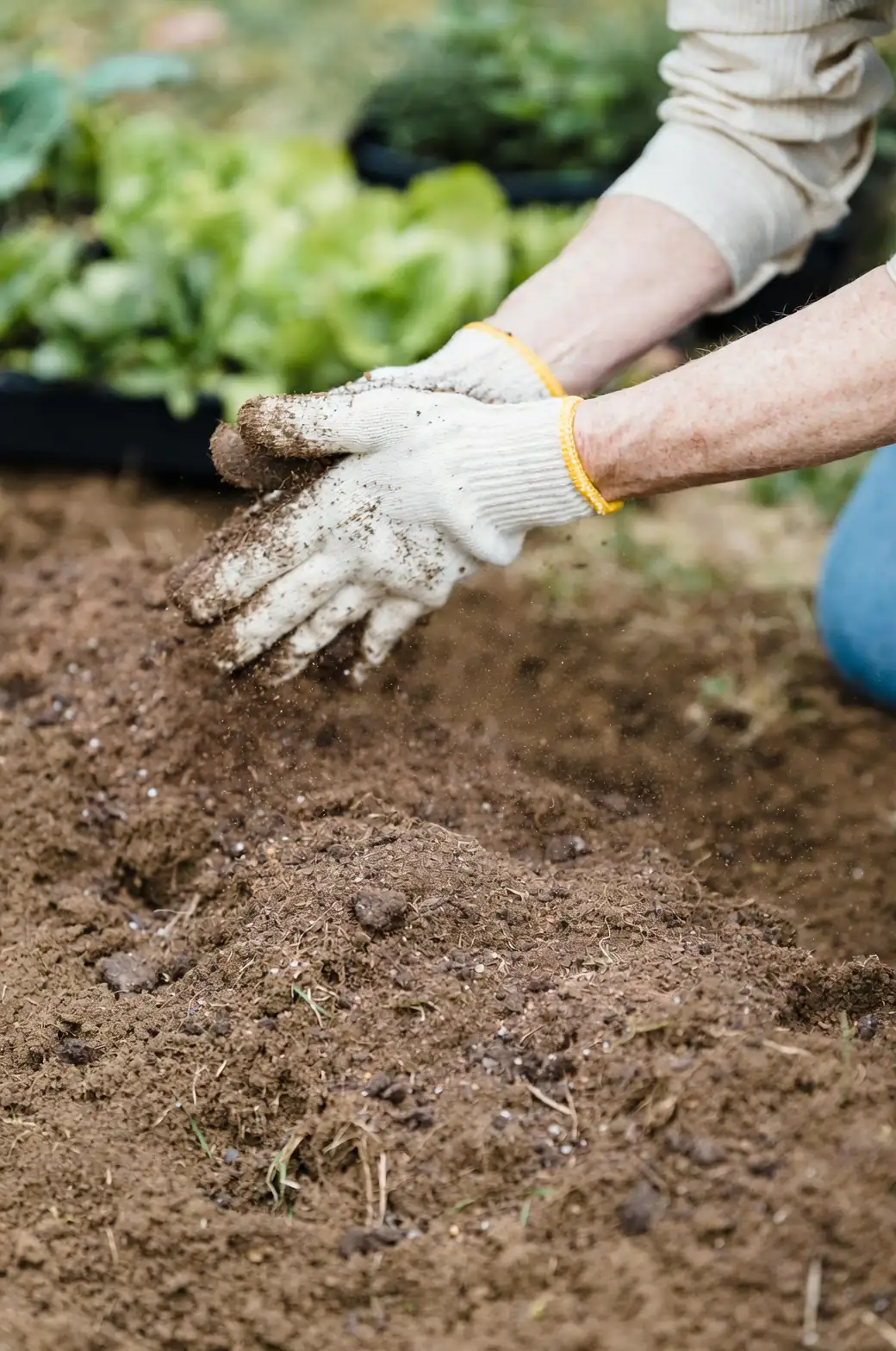 winter garden soil preparation