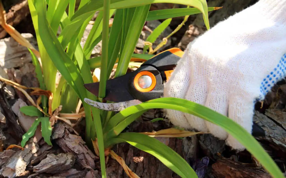 daylily pruning process