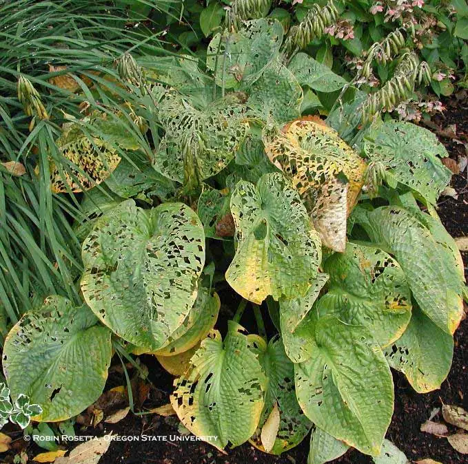 snail damage on daylily