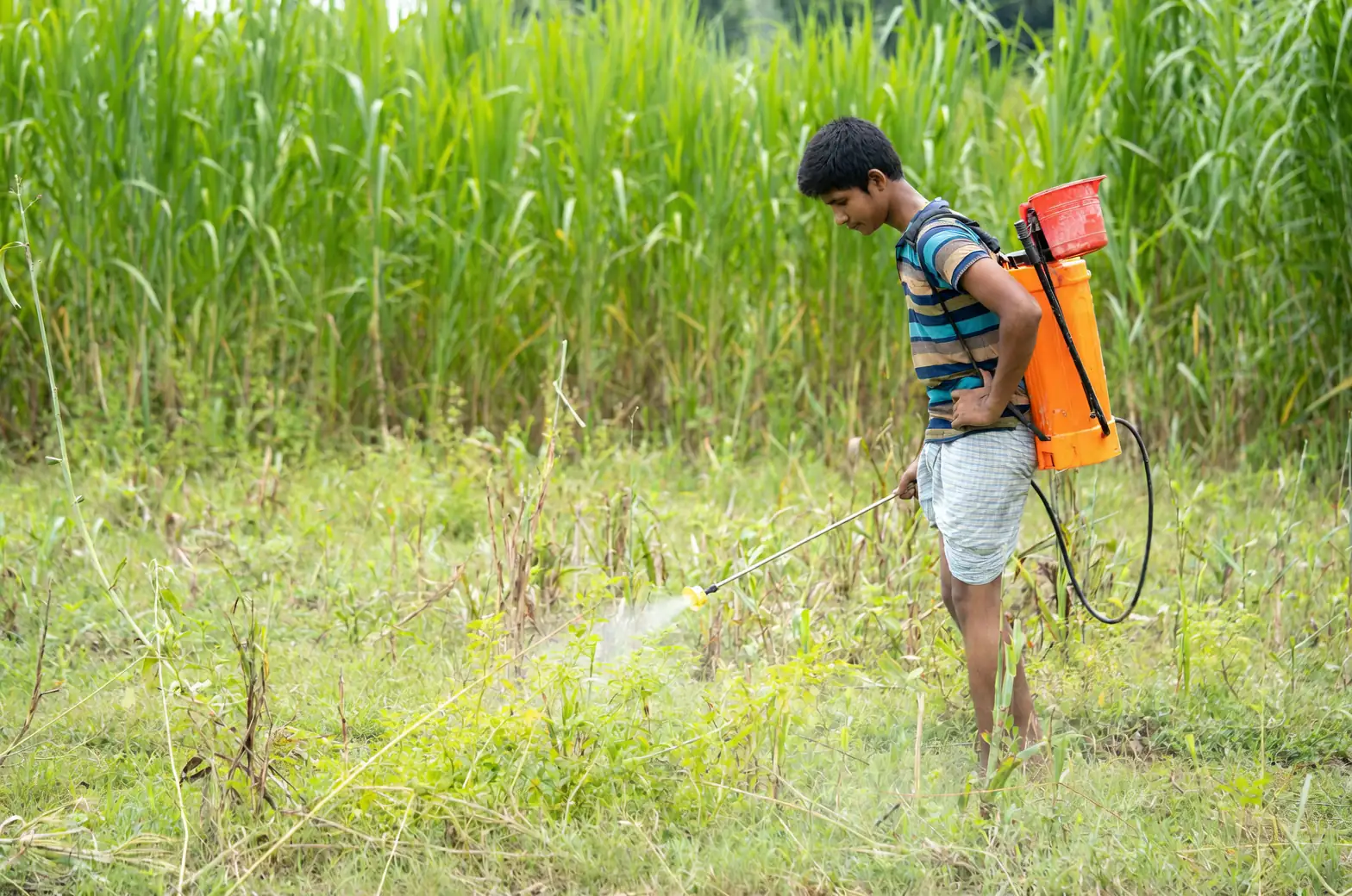 applying pesticide on daylily