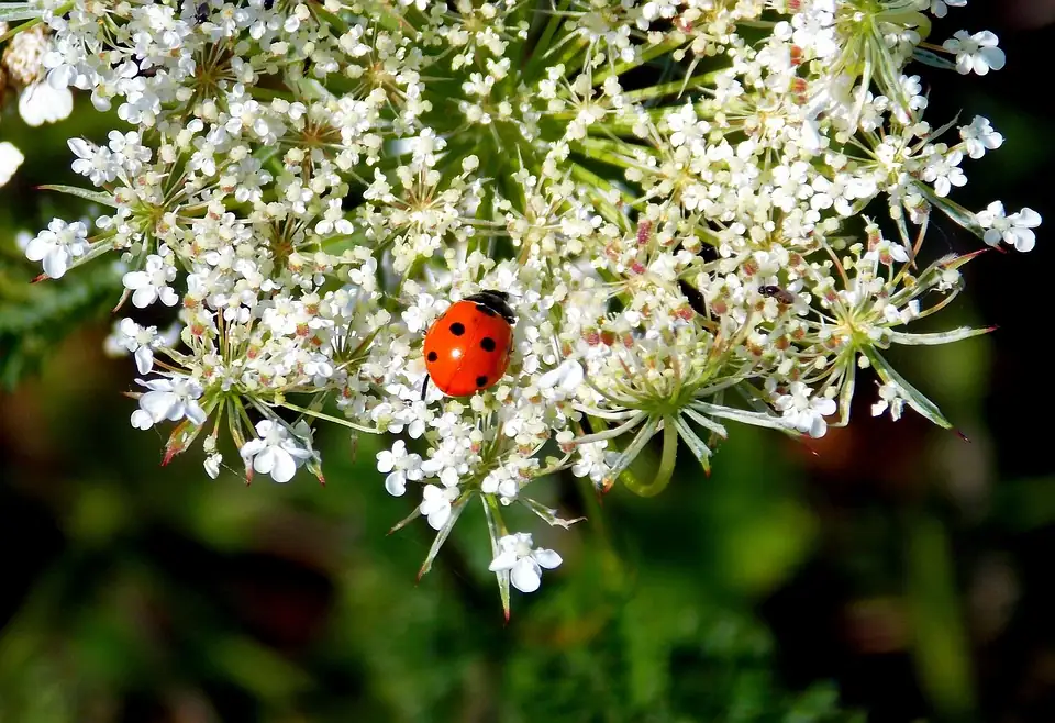 ladybugs on daylily plant
