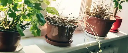 如何判断何时停止给植物施肥？实用指南在这里！