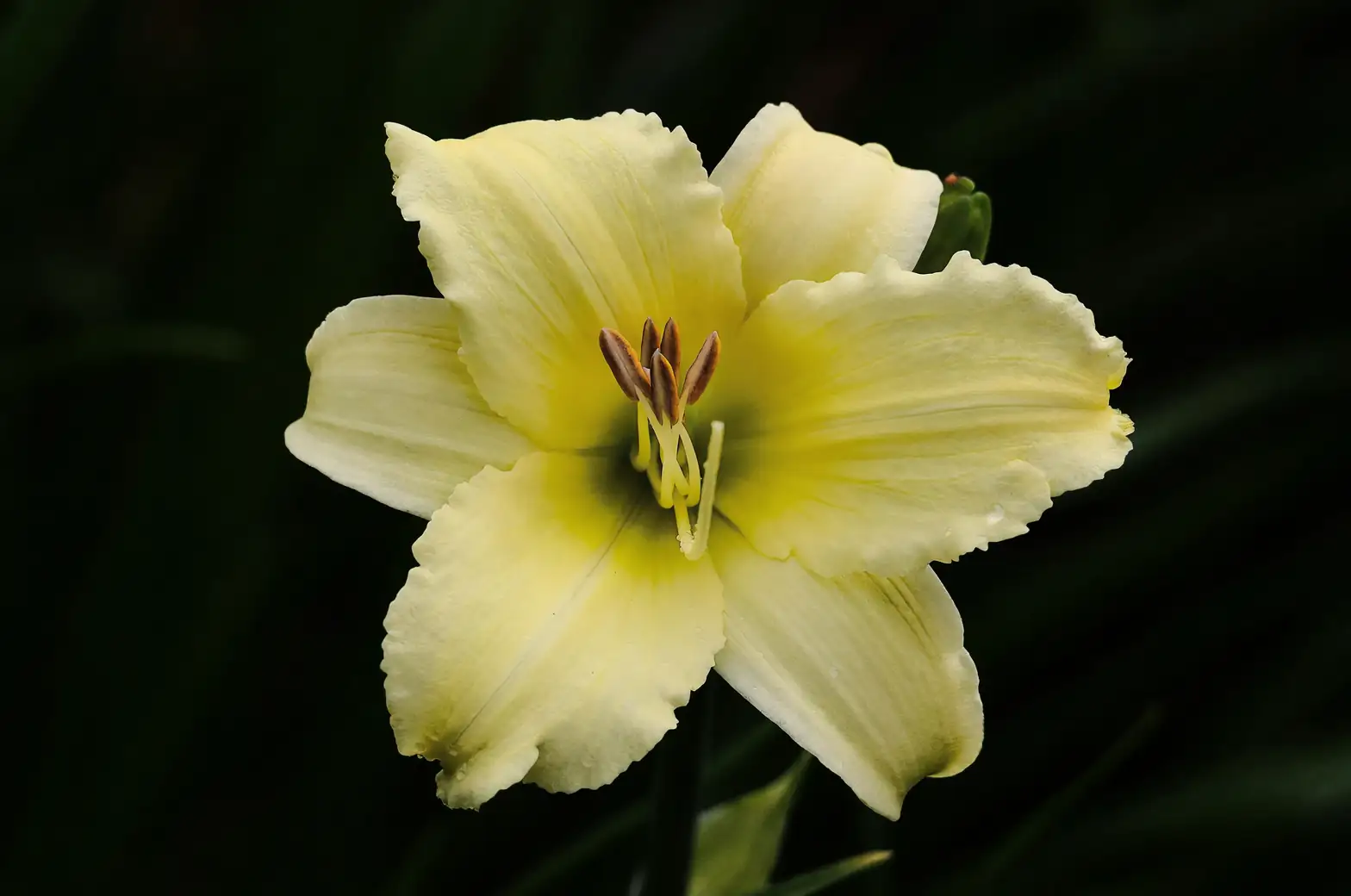 daylily garden full bloom
