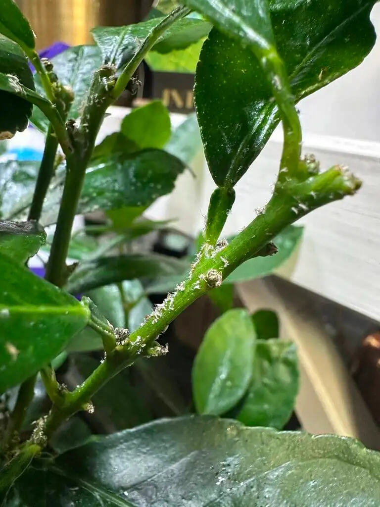 plant pest infestation leaves