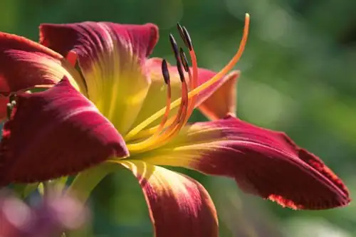 daylily in sunlight
