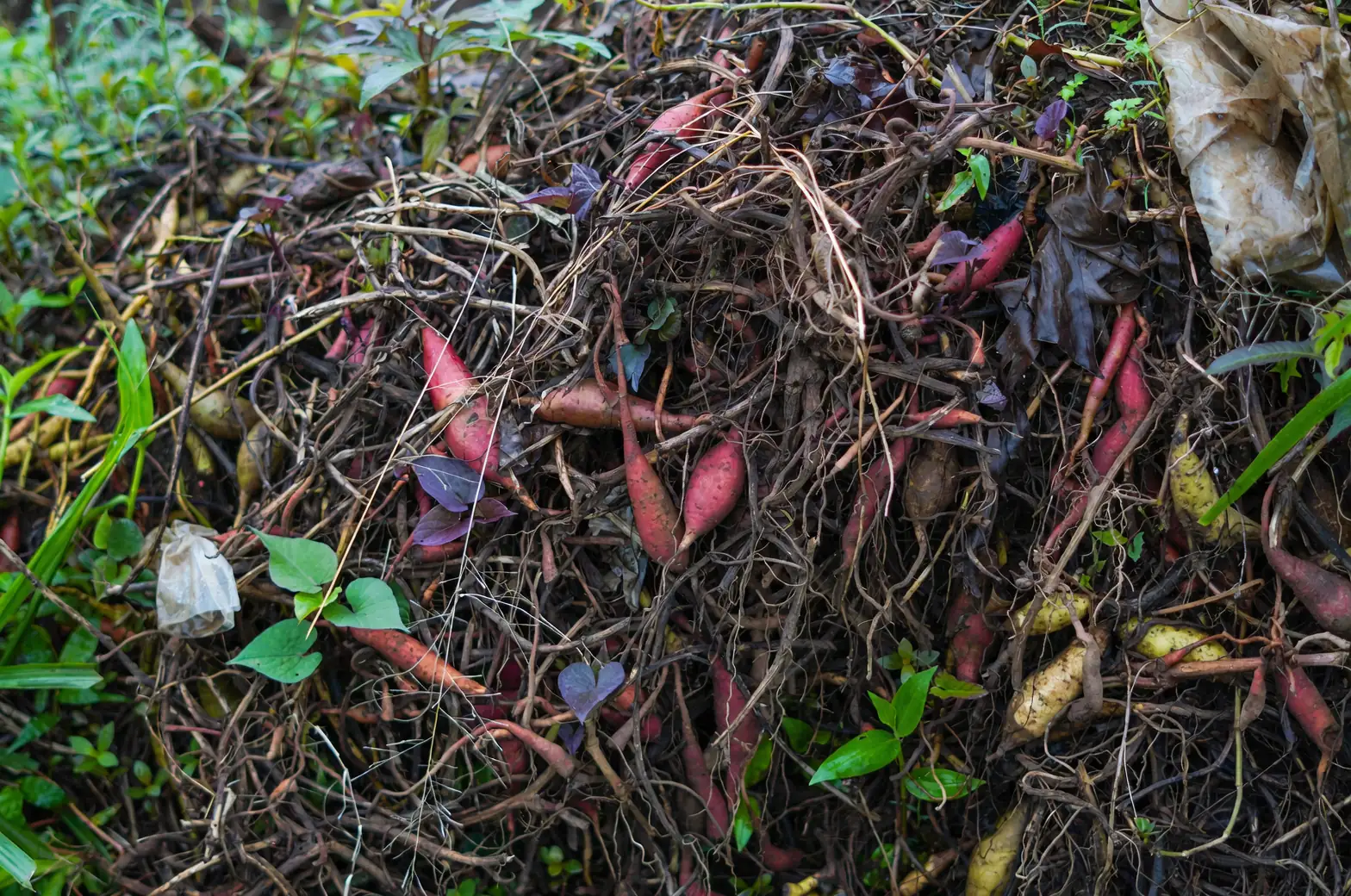 organic fertilizer compost pile