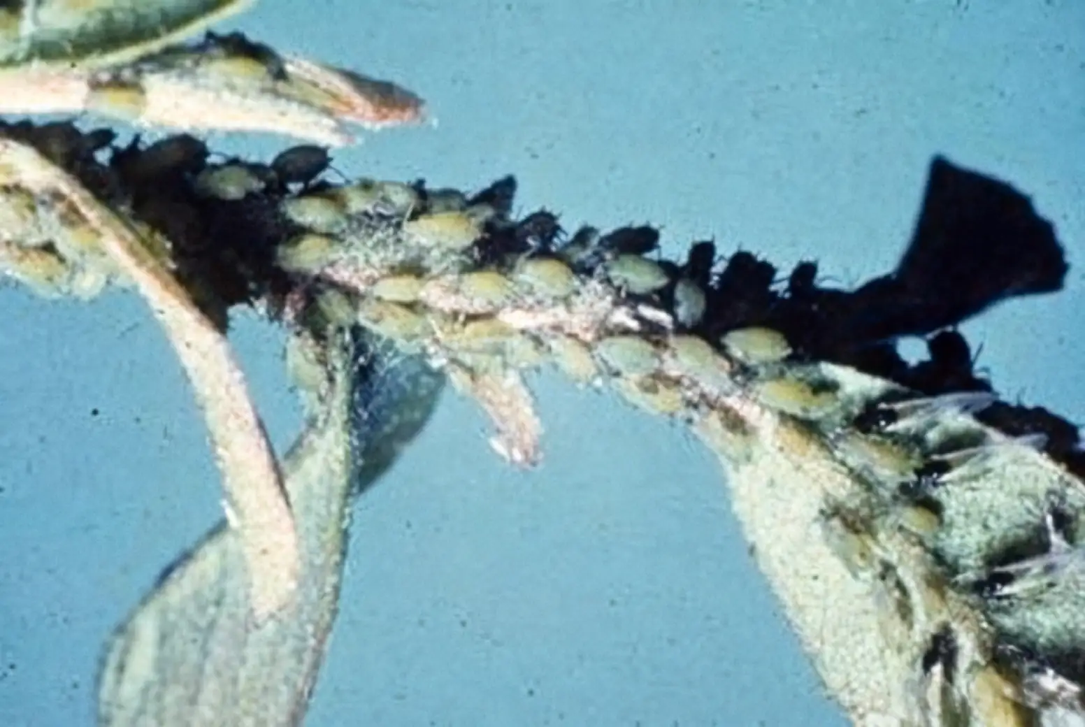 aphids on plant stem
