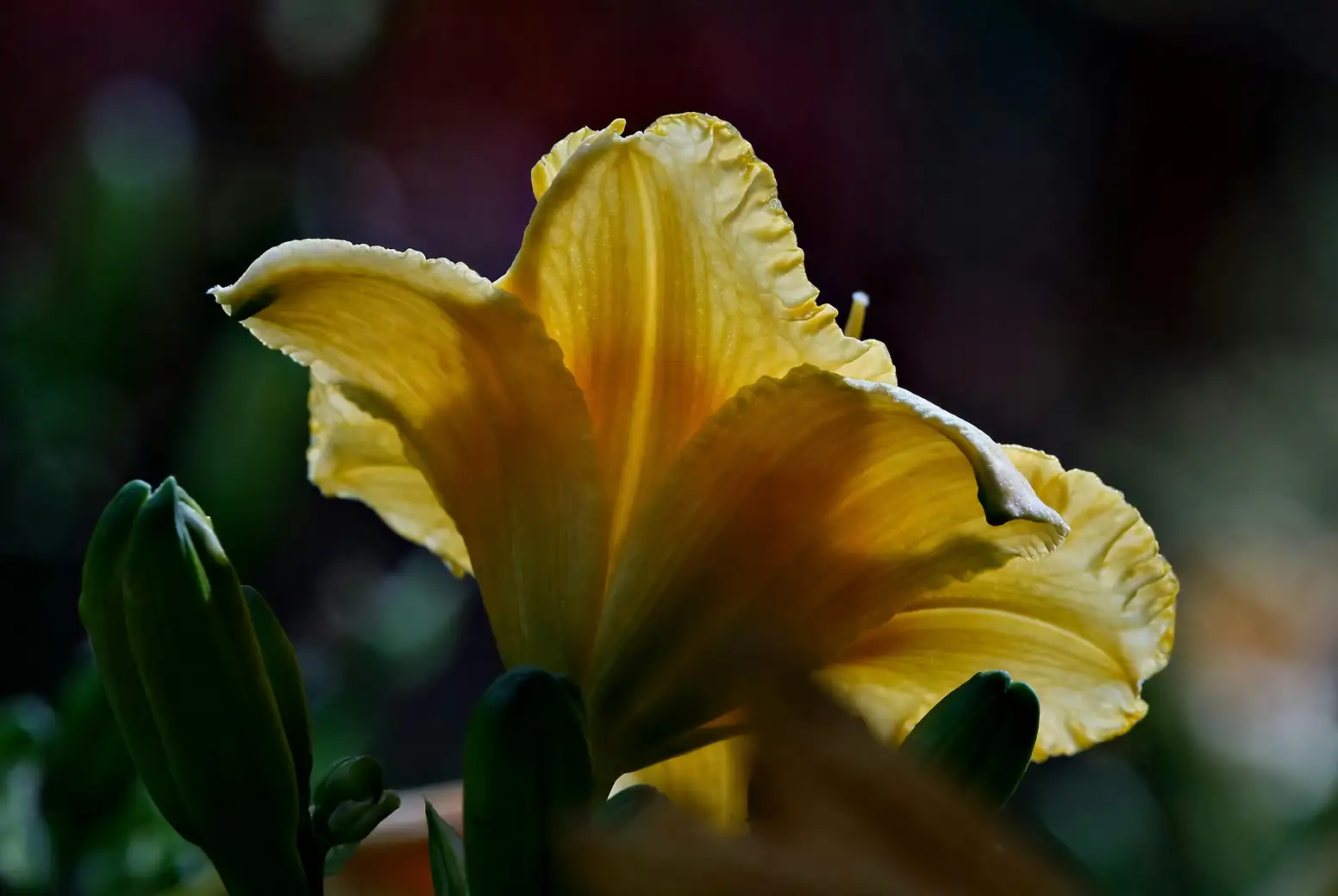 daylily with mother and child