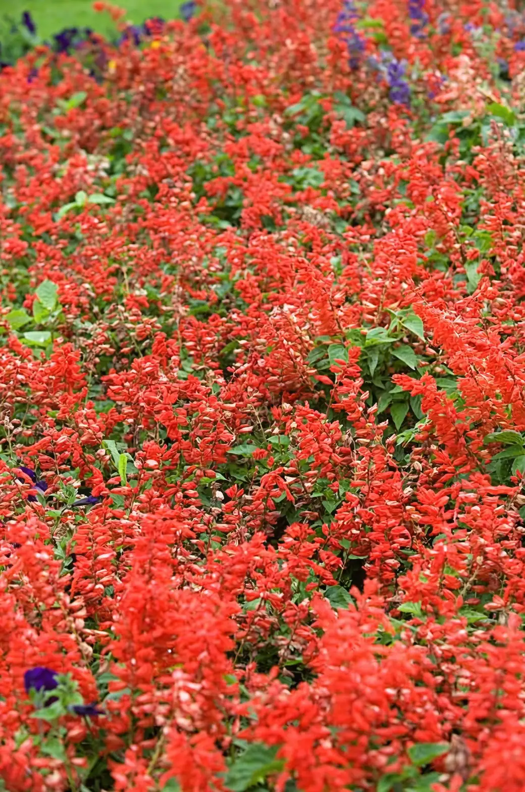 red salvia in sunny garden