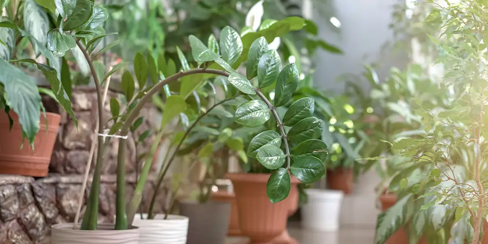 植物养护秘籍：休眠期和换盆期间为何要停肥？