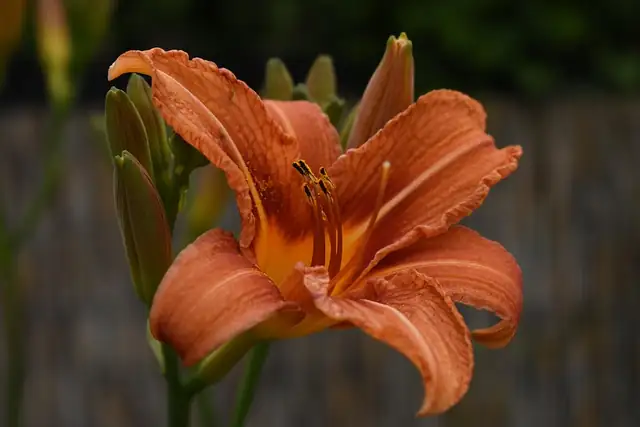 daylily close-up morning