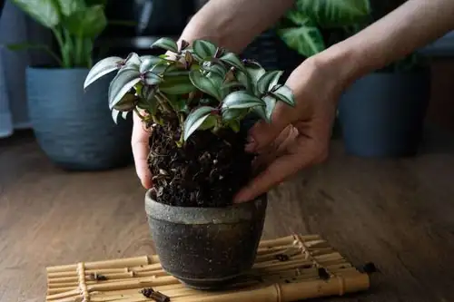 plant repotting process hands