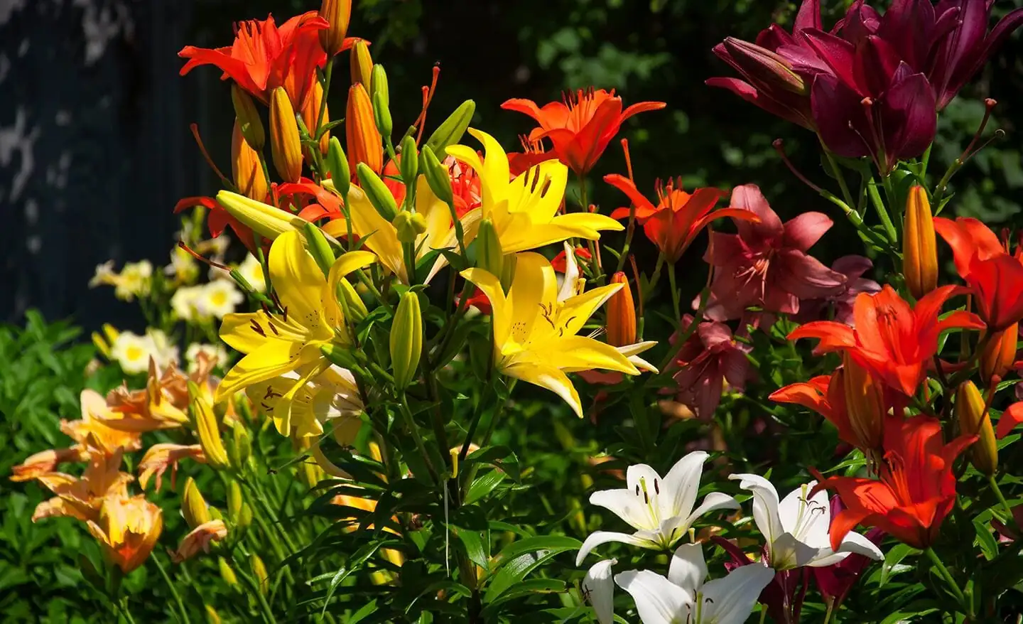 large daylily cluster garden