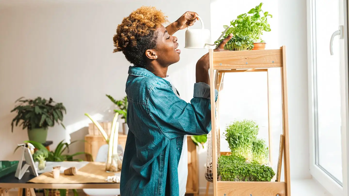 healthy indoor plants variety