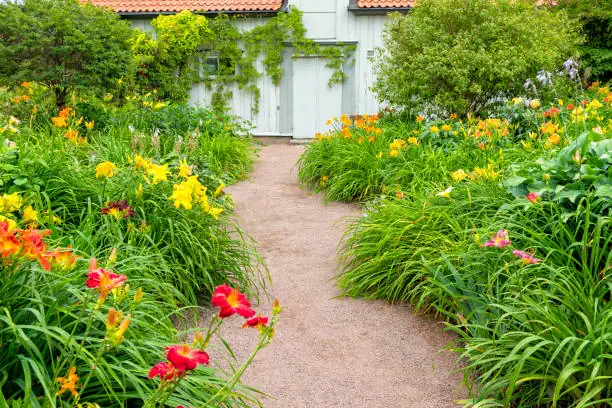 daylily along garden path