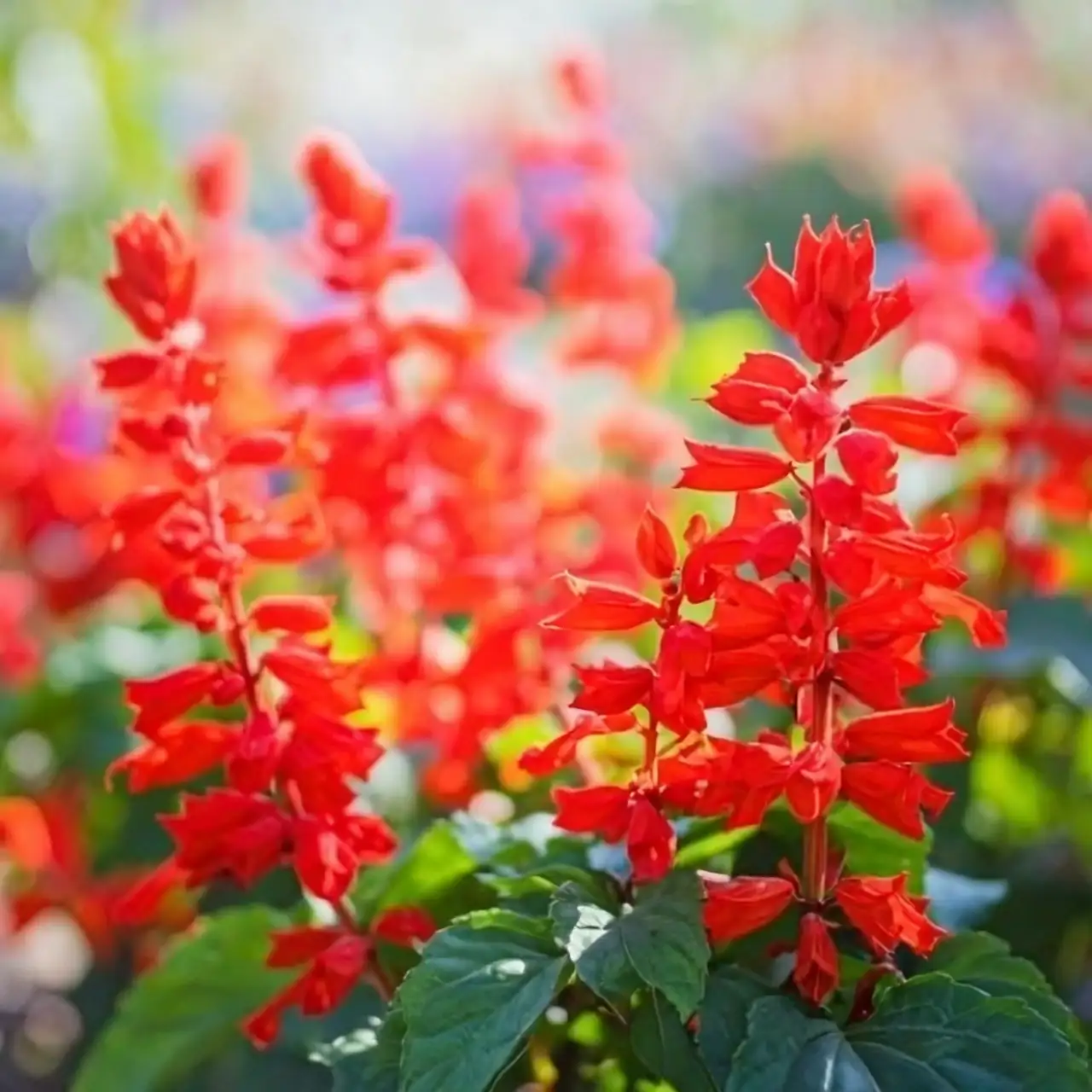 一串红的奇幻旅行：从巴西到世界花坛的主角
