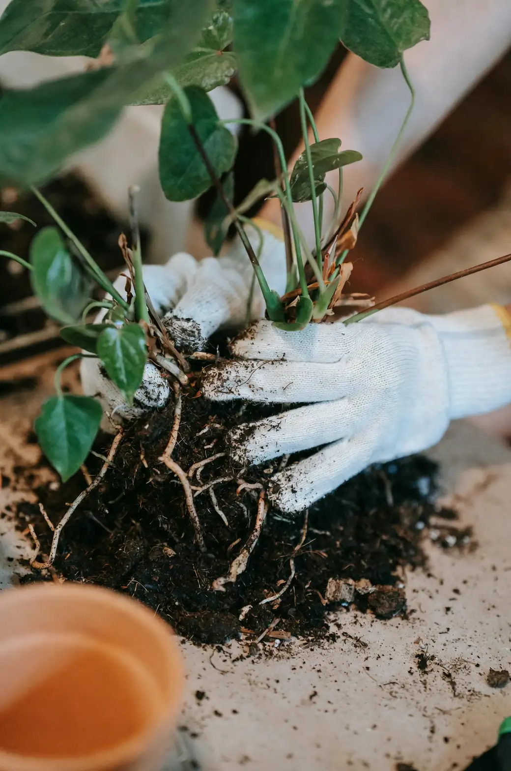digging daylily roots
