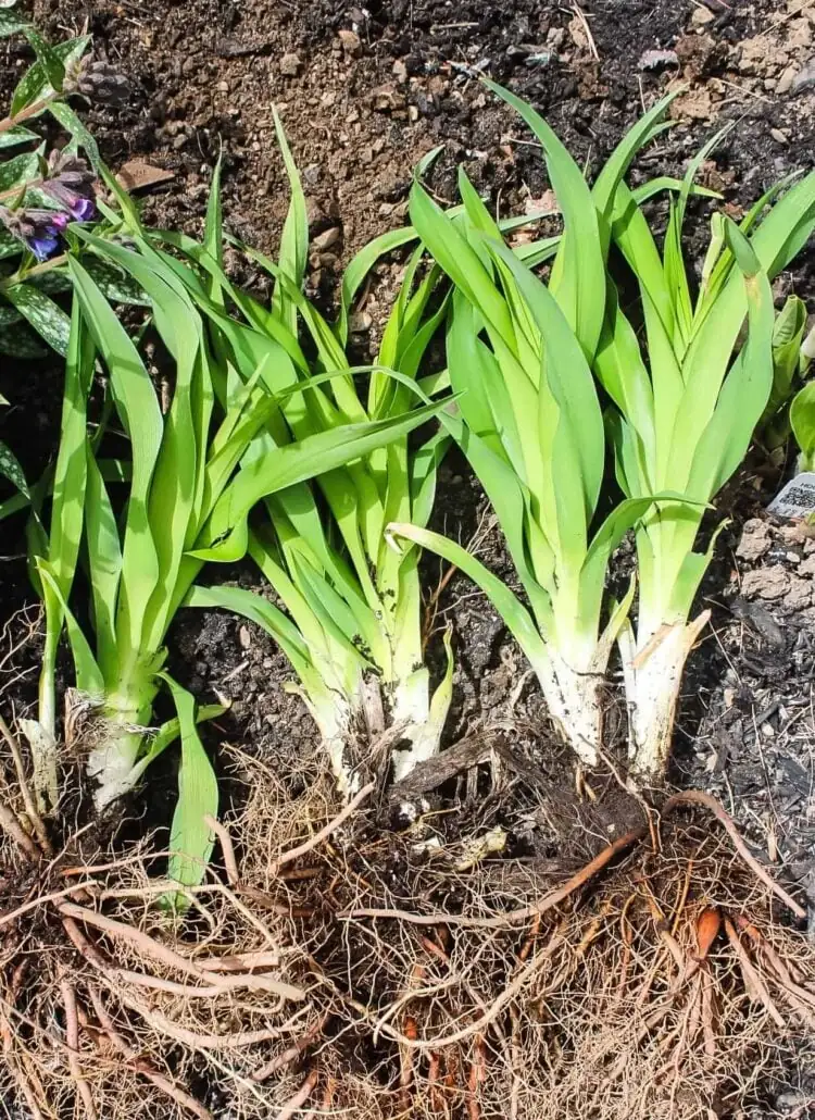 dividing daylily clumps