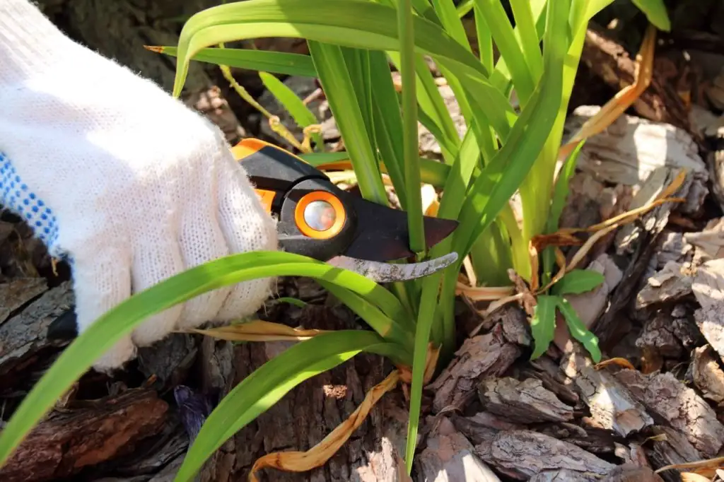 daylily stem cutting