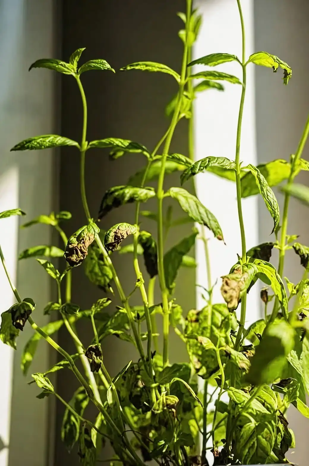 如何拯救过量施肥的植物：实用补救指南