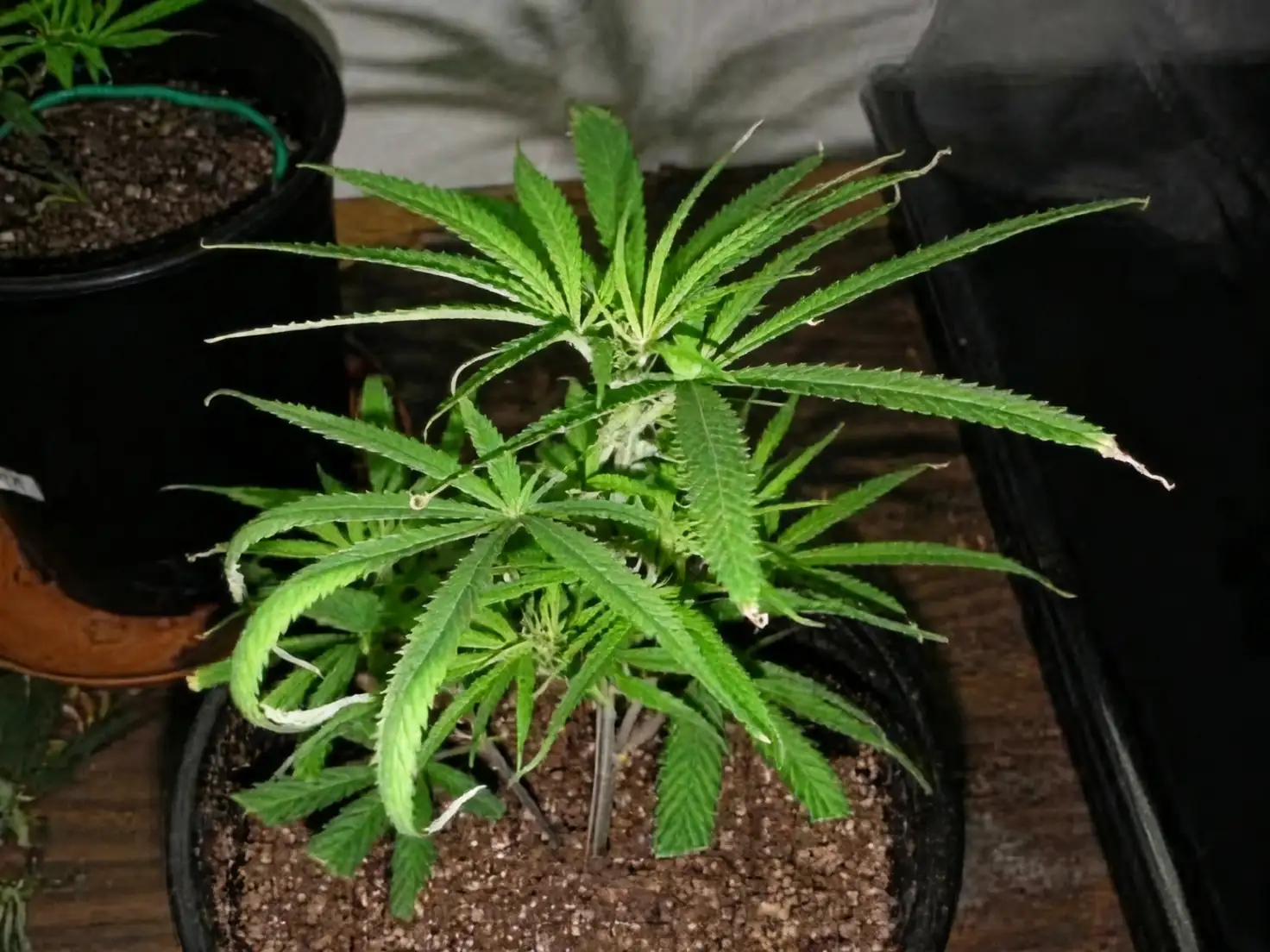 potted plant under running water