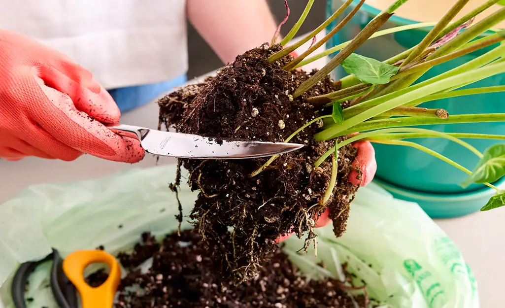 repotting plant with fresh soil