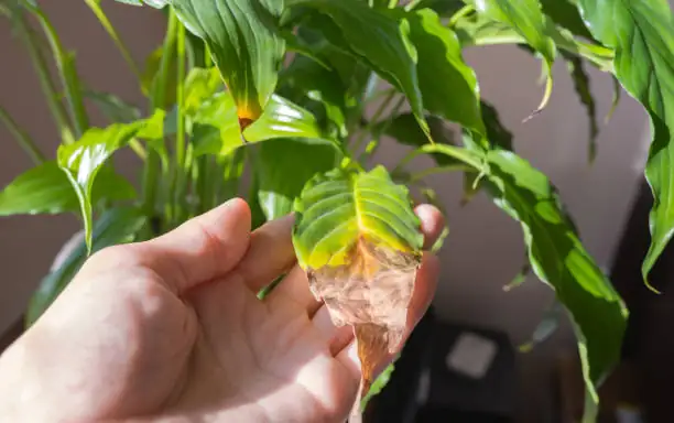 如何拯救你的植物：叶片发黄焦枯的原因与解决方法
