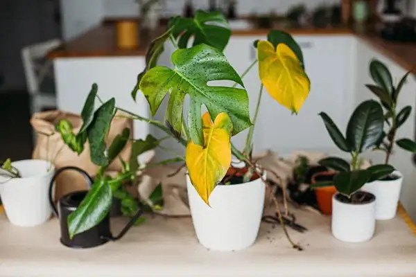 houseplant overfertilization symptoms