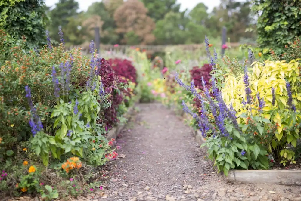varieties of salvia flowers