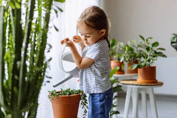 houseplant watering technique