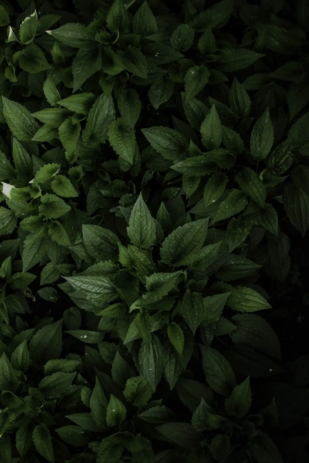 nitrogen deficiency plant leaves