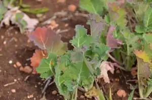 phosphorus deficiency plant leaves