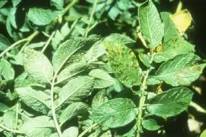potassium deficiency plant leaves