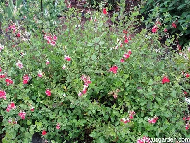 growing salvia in home garden