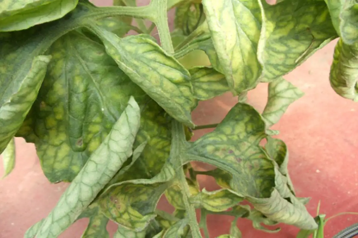 magnesium deficiency plant leaves