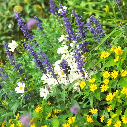 variety of salvia flowers in garden
