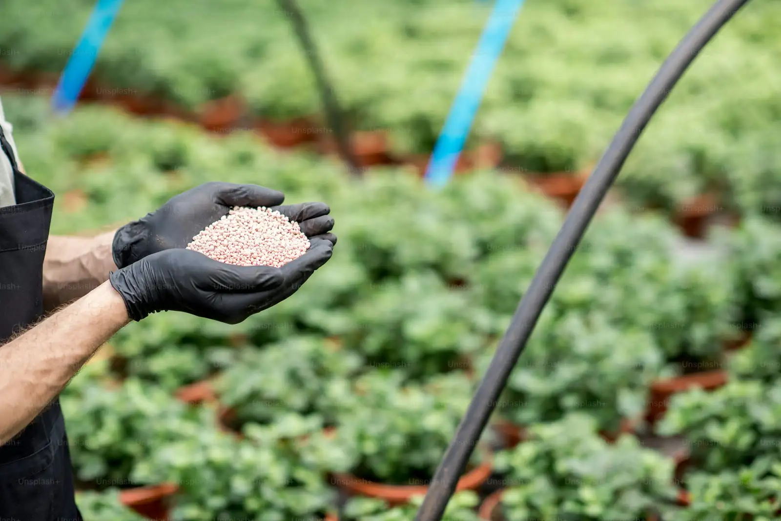 nitrogen deficiency in plants