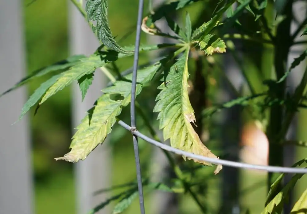 potassium deficiency in plants