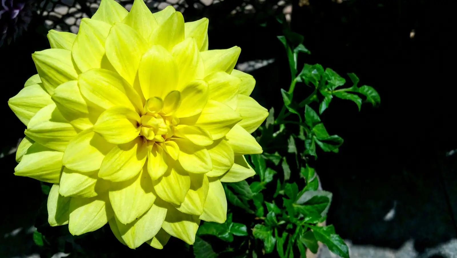 dahlia plant sun exposure