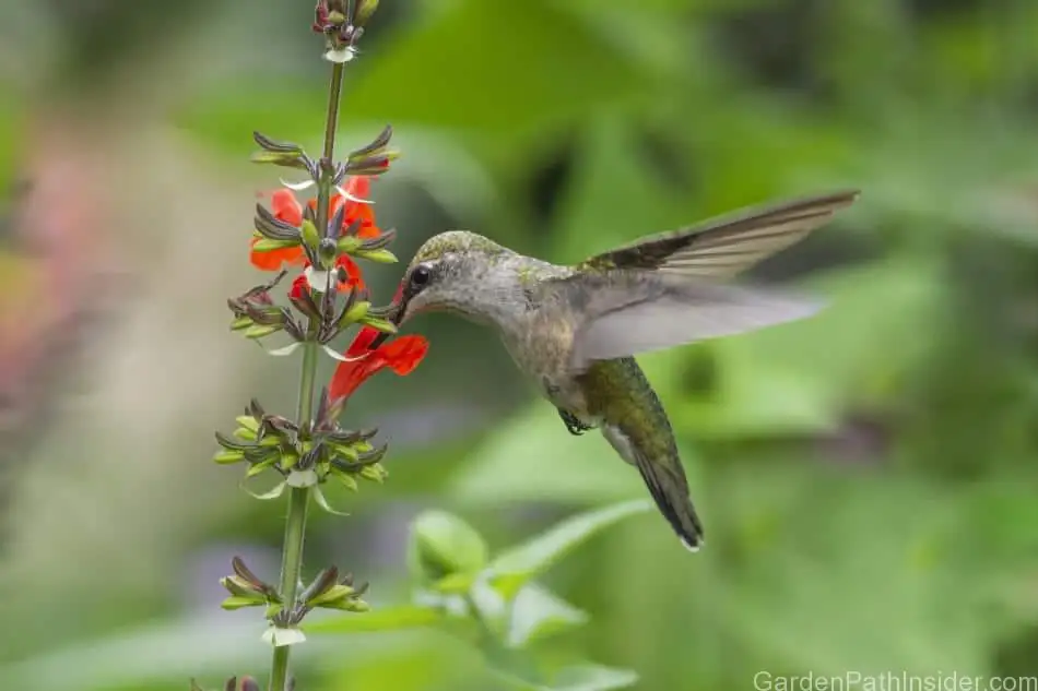 hummingbird feeding on salvia