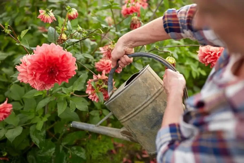 watering dahlia plant soil