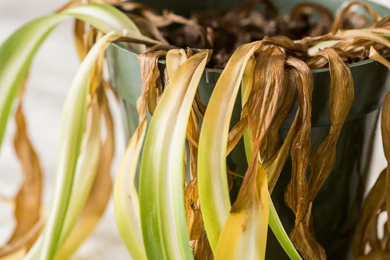 sick houseplant yellow leaves
