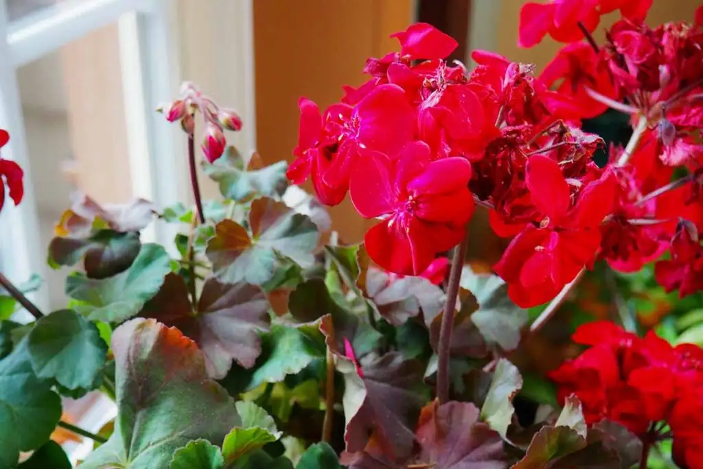flowering houseplant close-up