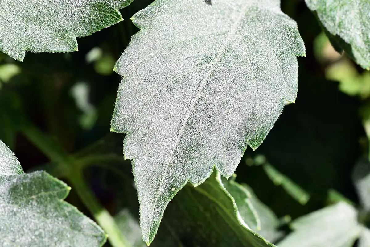 dahlia leaf with powdery mildew