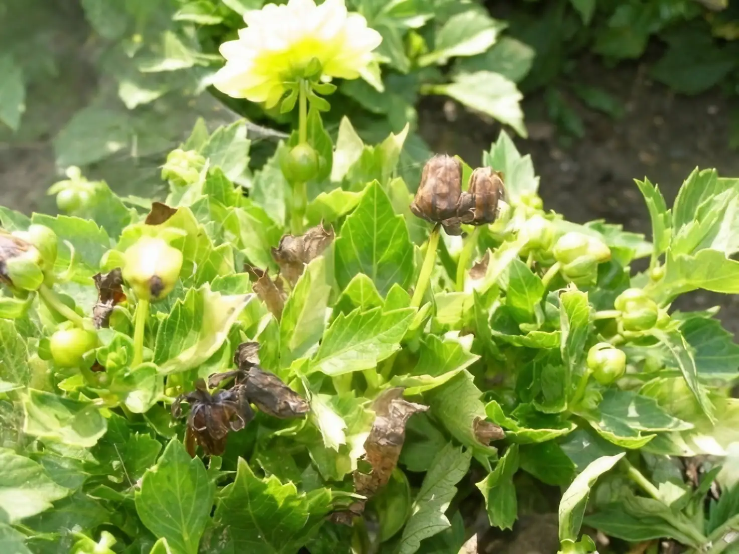 dahlia flower with botrytis
