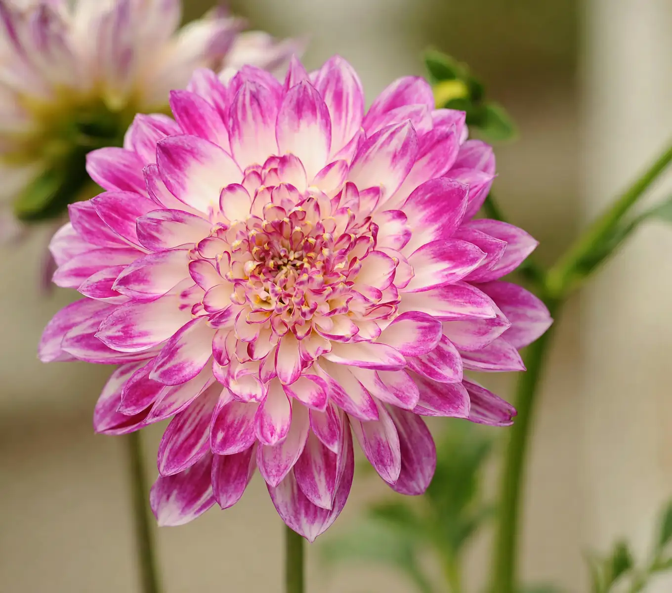 dahlia plant with aphids
