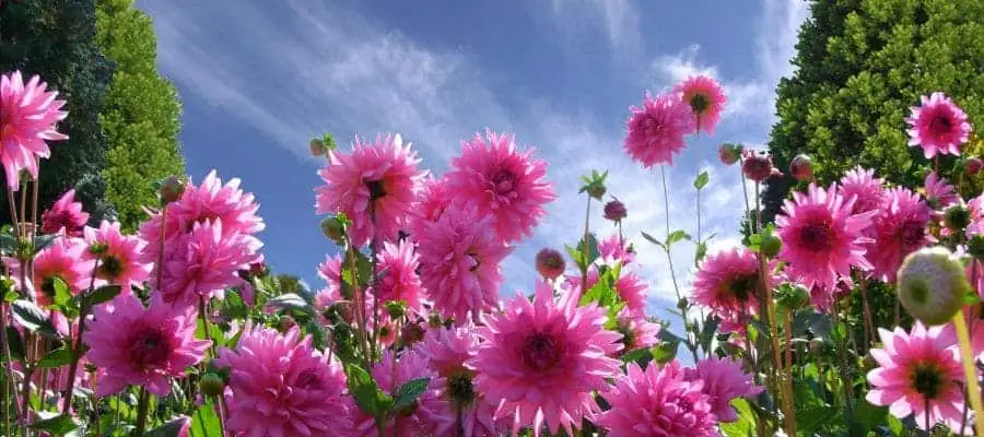 dahlia in European gardens