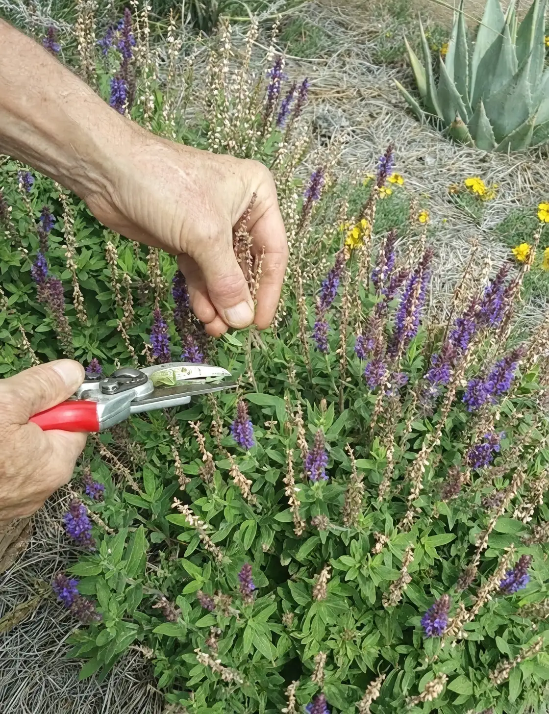 pruning salvia plant in garden